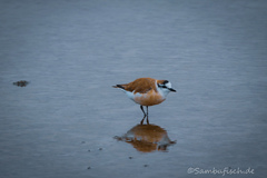 Charadrius marginatus
