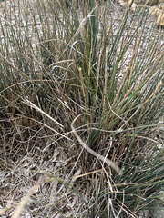 Juncus patens