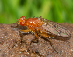 Sciomyzoidea