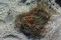 Desmarestia aculeata