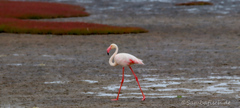 Phoenicopterus roseus