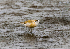 Charadrius marginatus