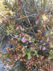 Erica interrupta