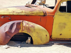 Cynictis penicillata