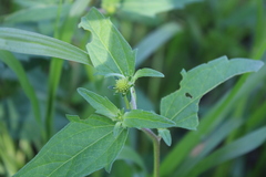 Sclerocarpus uniserialis