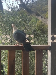 Columba leucomela