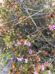 Erica interrupta