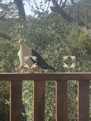 Columba leucomela