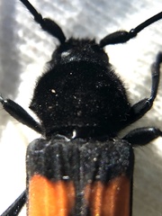 Tragidion coquus