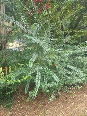 Pyracantha angustifolia