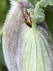 Deraeocoris ruber