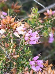 Erica interrupta