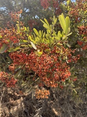 Pyracantha angustifolia