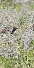 Meleagris gallopavo osceola