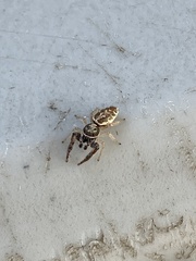 Metaphidippus siticulosus