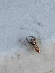 Metaphidippus siticulosus