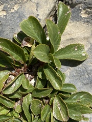 Rhamnus pumila