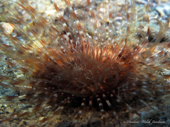 Ceriantheopsis americanus