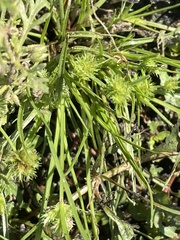 Cyperus squarrosus