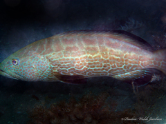 Mycteroperca bonaci