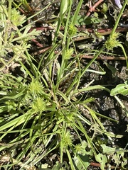 Cyperus squarrosus
