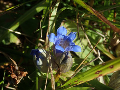 Gentiana septemfida