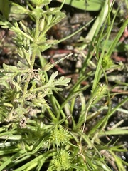 Cyperus squarrosus