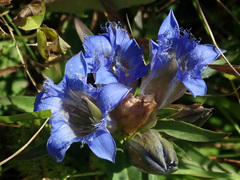 Gentiana septemfida