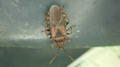 Arocatus melanocephalus