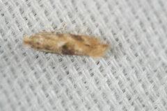 Bucculatrix coronatella