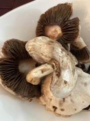 Agaricus bisporus