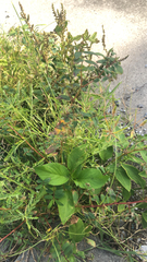 Euphorbia nutans