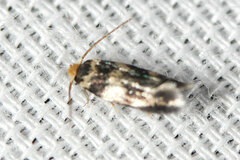 Etainia sericopeza