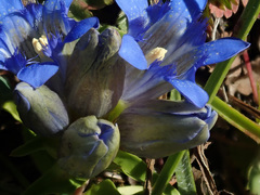Gentiana septemfida