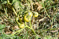 Solanum dimidiatum