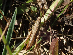 Chorthippus apricarius