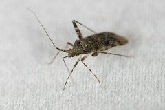 Phytocoris