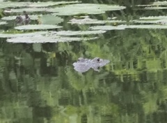 Crocodylus moreletii