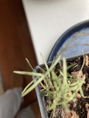 Eupatorium hyssopifolium