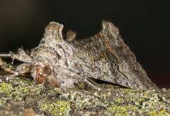 Syngrapha viridisigma