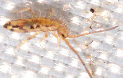 Entomobrya nivalis