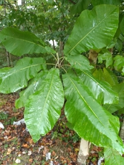 Magnolia macrophylla