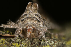 Syngrapha viridisigma