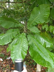 Magnolia macrophylla
