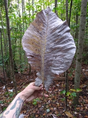 Magnolia macrophylla