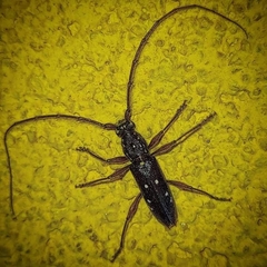 Ambonus interrogationis