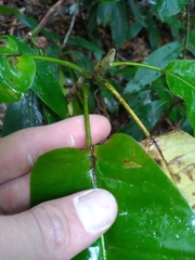 Magnolia macrophylla