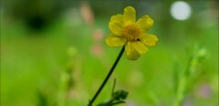Ranunculus occidentalis