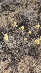 Helichrysum arenarium