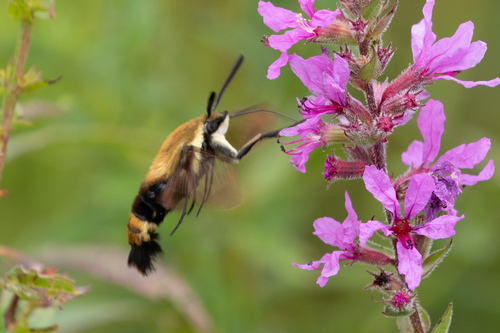 Snowberry Clearwing, Berkshire, Massachusetts, United States, photo 10 of 10